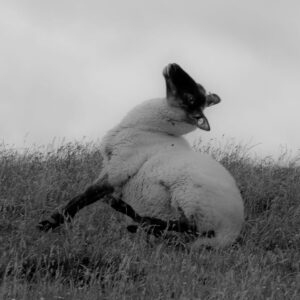 Das trollige Schaf II 20x20x2 cm (BxHxT)