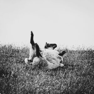 Das trollige Schaf 20x20x2 cm (BxHxT)