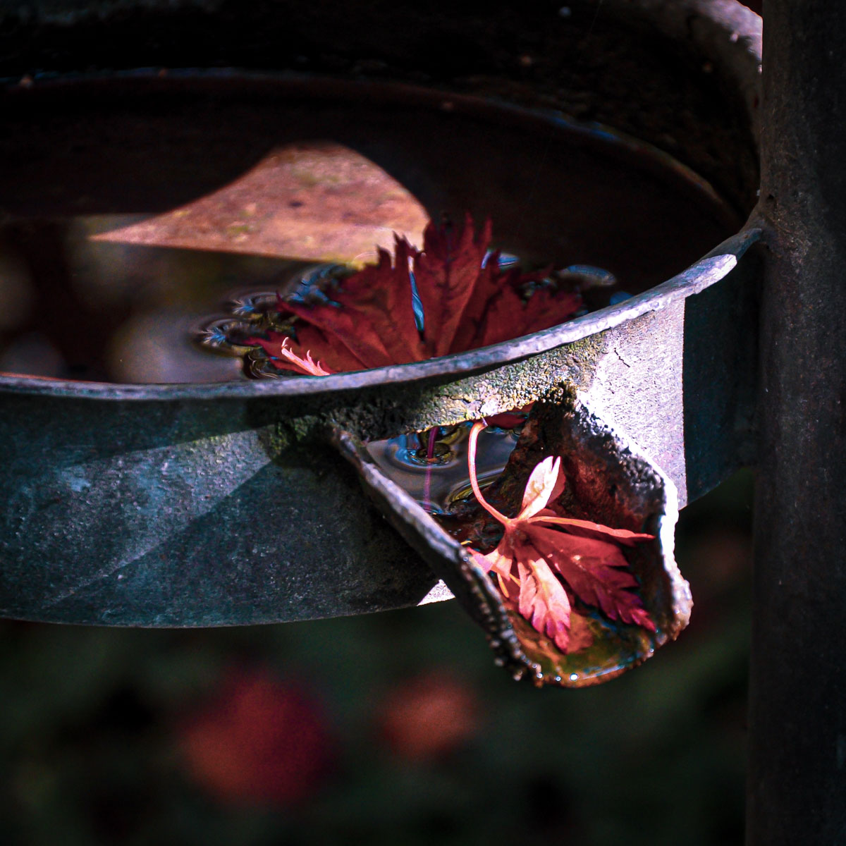Das rote Blatt am alten Ausguss