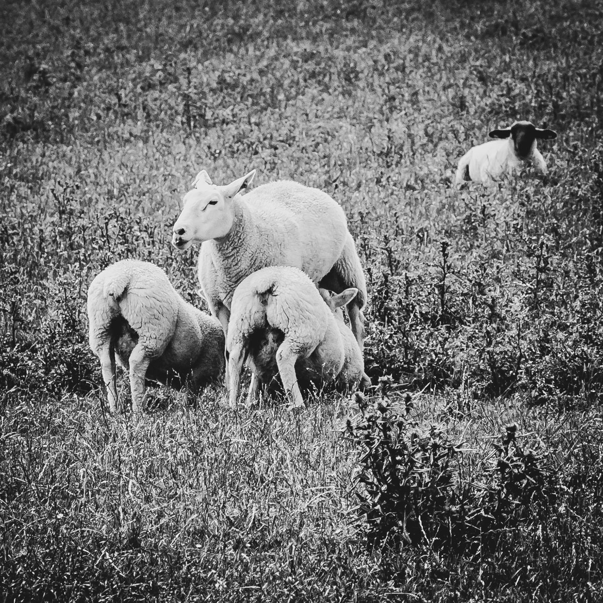 Das Mutterschaf mit Schafen in Wilhelmshaven