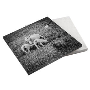 Mutterschaf 20x20x2 cm (BxHxT)