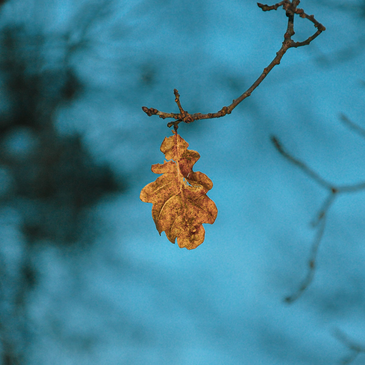 Das letzte Blatt am Baum in Havixbeck