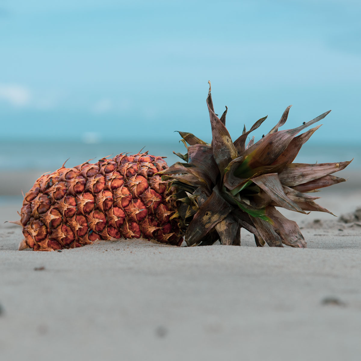 Ananas am Meeresstrand