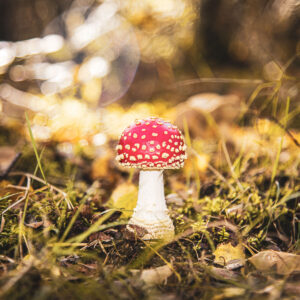 Der Fliegenpilz im Moor 20x20x2 cm (BxHxT)