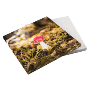 Der Fliegenpilz im Moor 20x20x2 cm (BxHxT)