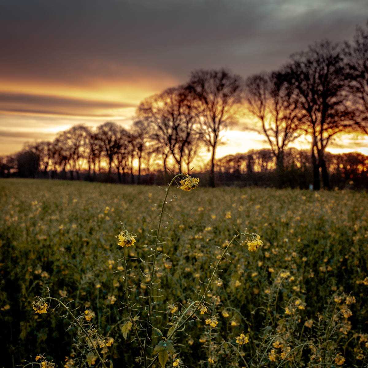 Blütenmeer in gelb im Morgenrot.