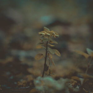 Einsames Pflänzchen 20x20x2 cm (BxHxT)