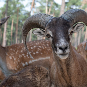 Rehbock im Wald 60×40 cm (BxH)